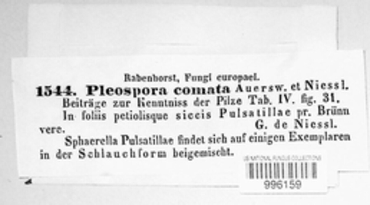 Pleospora comata image